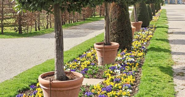 Das Blühende Barock ist bereit für den Frühling.
