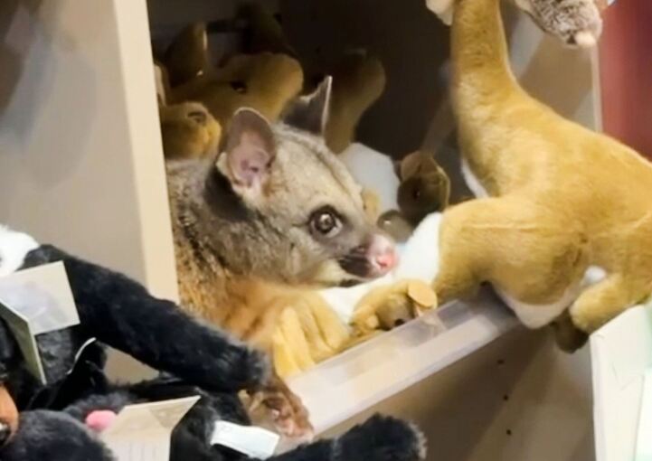 Possum versteckt sich zwischen Plüschtieren Possum versteckt sich zwischen Plüschtieren