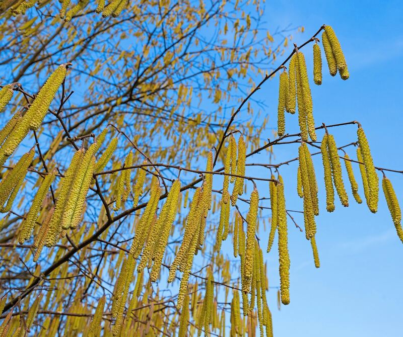 Blütenkätzchen an einem Haselnussstrauch.