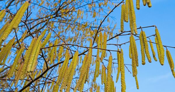 Blütenkätzchen an einem Haselnussstrauch.