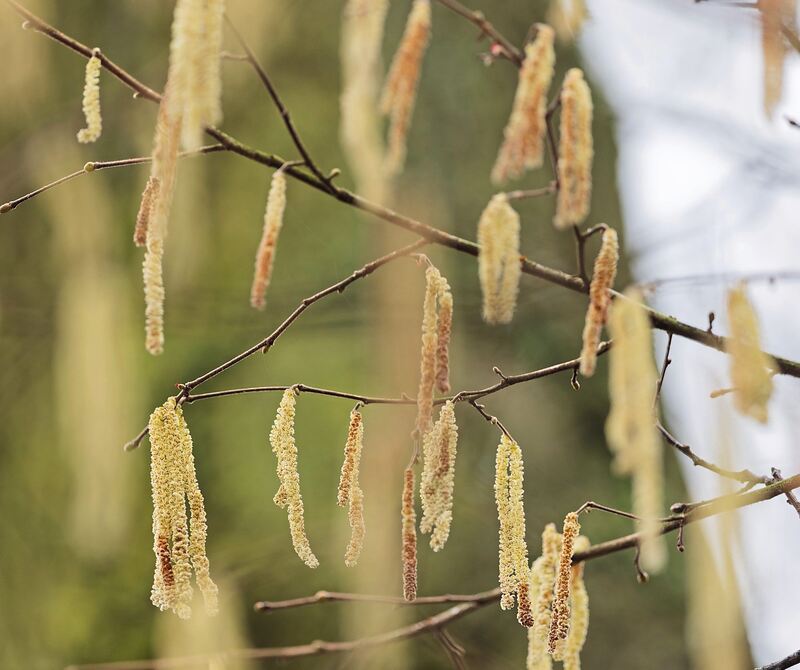 Blütenstände an einer Erle.