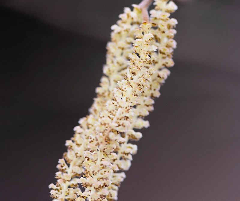 Erlenpollen als Nahaufnahme.