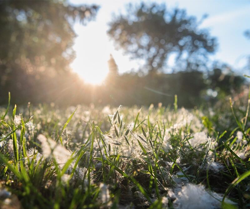 Pappelflaum überzieht im späten Frühling viele Wiesen.
