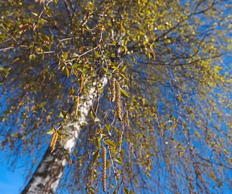 Birken und ihre Pollen sind am weißen Baumstamm meist gut zu erkennen.