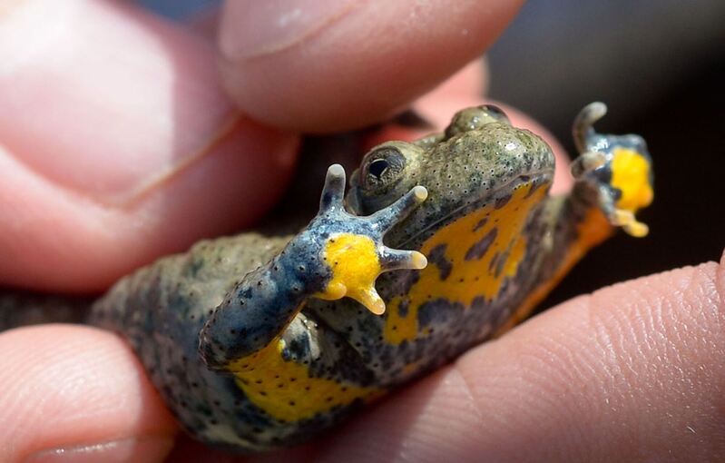 Gelbbauchunke Gelbbauchunke