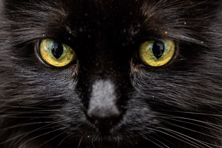 Schwarze Katze