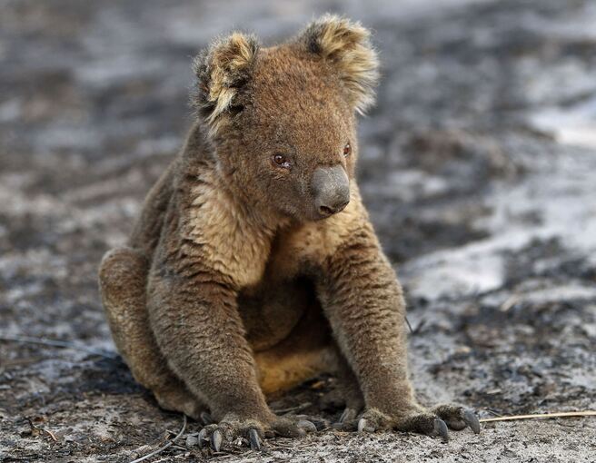 Verletzte Koalas bei Buschbränden