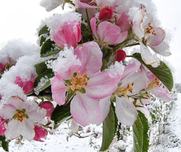 Ein Apfelbaum in voller Blüte, getoppt mit Schnee: Es wird noch einmal kalt im Kreis Ludwigsburg.