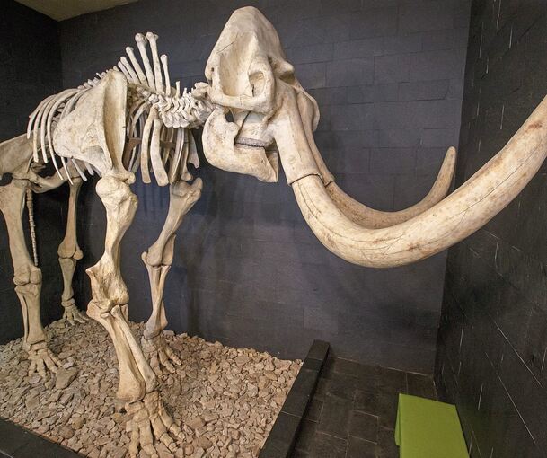 Der beeindruckende Steppenelefant.