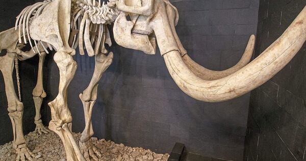 Der beeindruckende Steppenelefant.