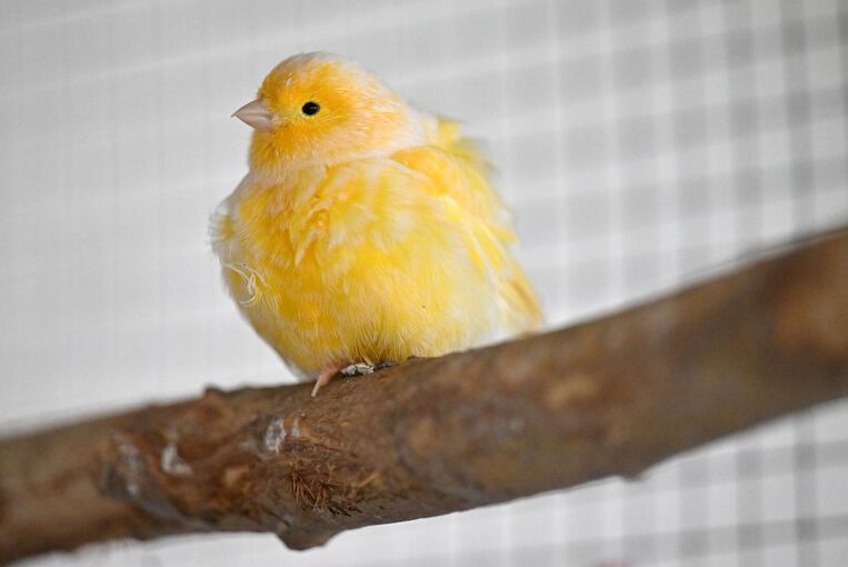 Tierheime leiden unter Spendenrückgang