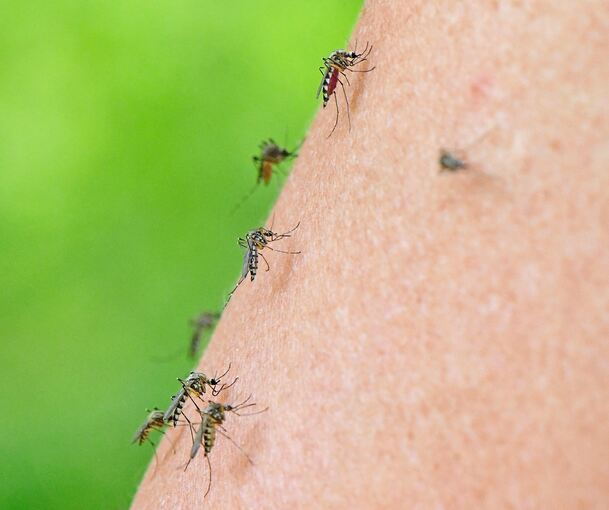 Das Landratsamt Ludwigsburg gibt Tipps, wie man sich vor Stichen im Alltag schützen kann.