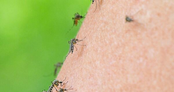 Das Landratsamt Ludwigsburg gibt Tipps, wie man sich vor Stichen im Alltag schützen kann.