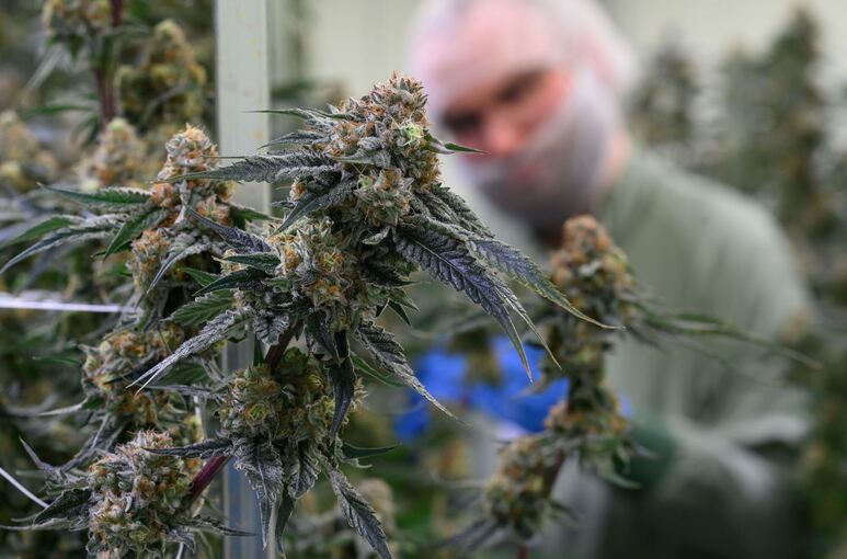 Produktion von medizinischem Cannabis Produktion von medizinischem Cannabis