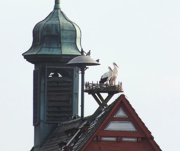 Trautes Heim? Das Storchenpaar scheint sich auf dem Dach des Großbottwarer Rathauses sichtlich wohlzufühlen.