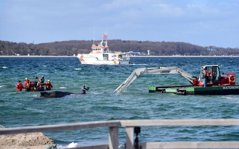 Wal an der Ostseeküste gestrandet Wal an der Ostseeküste gestrandet