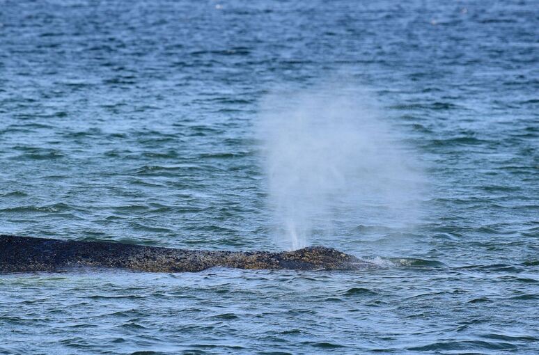 Wal an der Ostseeküste gestrandet Wal an der Ostseeküste gestrandet