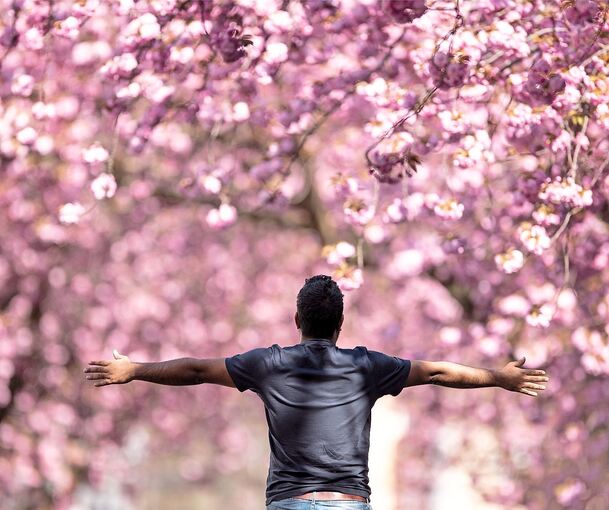 Die rosa Blüten sind ein beliebtes Fotomotiv im Frühling.