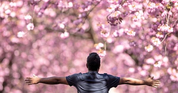 Kirschblüte im Kreis Ludwigsburg: Elf Orte für rosa Frühlingsmomente