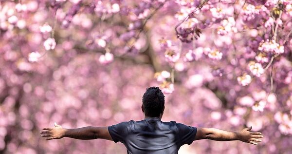 Die rosa Blüten sind ein beliebtes Fotomotiv im Frühling.