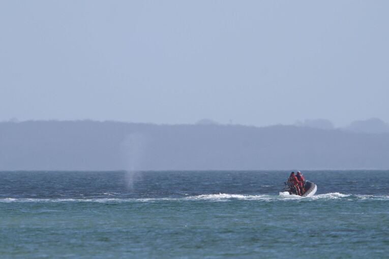 Wal an der Ostseeküste wieder frei