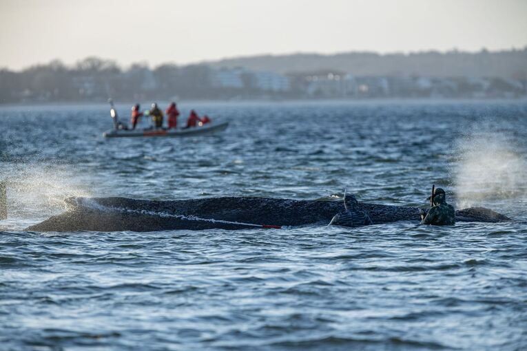 Gestrandeter Wal an der Ostseeküste Gestrandeter Wal an der Ostseeküste