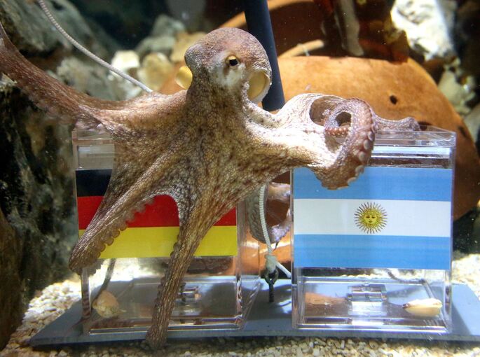 Krake Paul Krake Paul