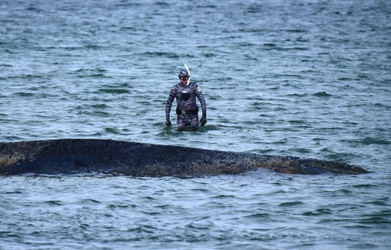 Wal an der Ostseeküste gestrandet Wal an der Ostseeküste gestrandet