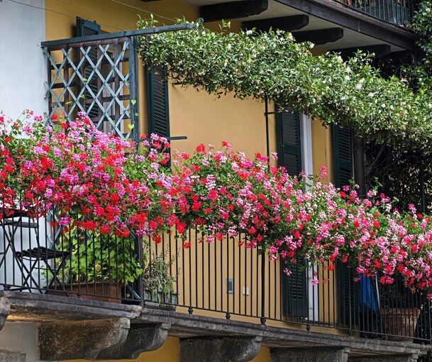 Ein üppig bepflanzter Balkon erfreut die Insekten-und Vogelwelt. Ein üppig bepflanzter Balkon erfreut die Insekten-und Vogelwelt.