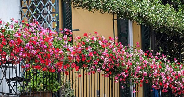 Ein üppig bepflanzter Balkon erfreut die Insekten-und Vogelwelt.
