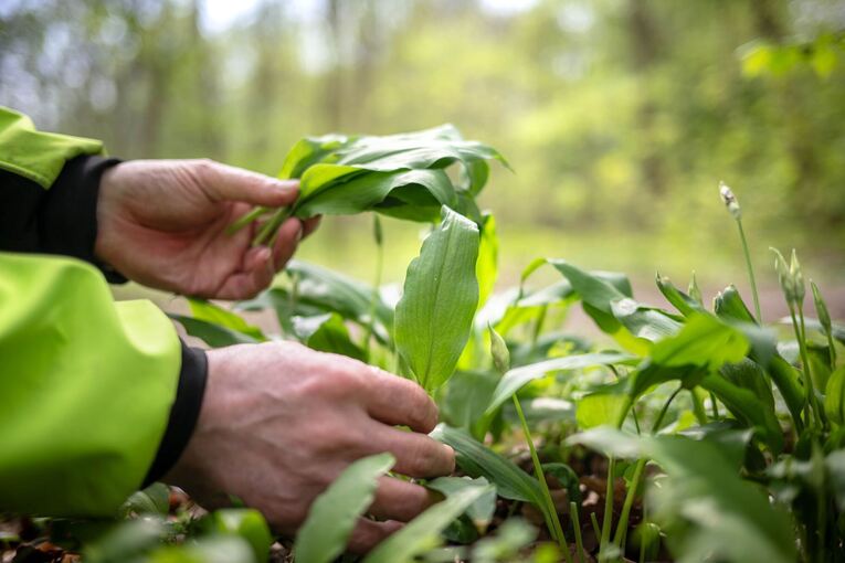 Immer mehr Anrufe beim Giftnotruf wegen Bärlauch Immer mehr Anrufe beim Giftnotruf wegen Bärlauch