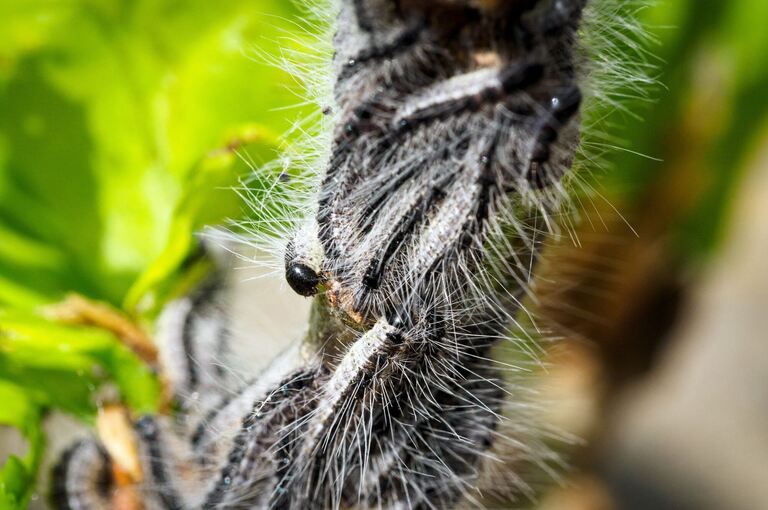 Kampf gegen den Eichenprozessionsspinner Kampf gegen den Eichenprozessionsspinner