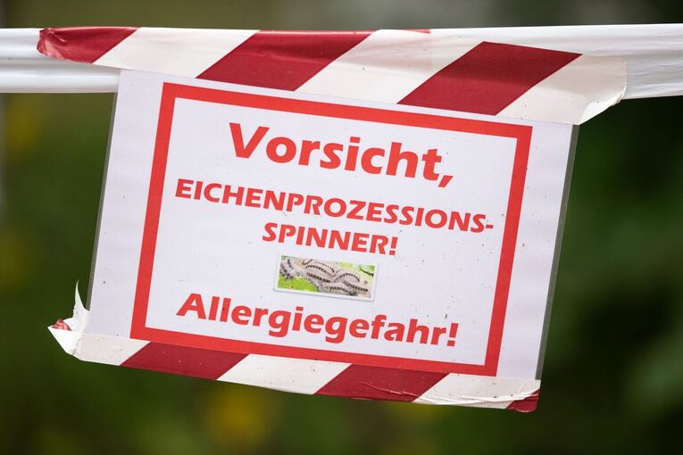 Eichenprozessionsspinner Eichenprozessionsspinner