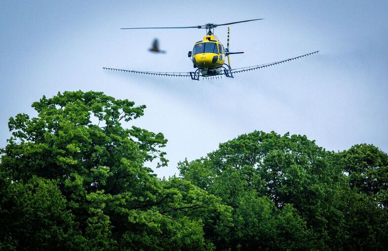 Bekämpfung Eichenprozessionsspinner Bekämpfung Eichenprozessionsspinner