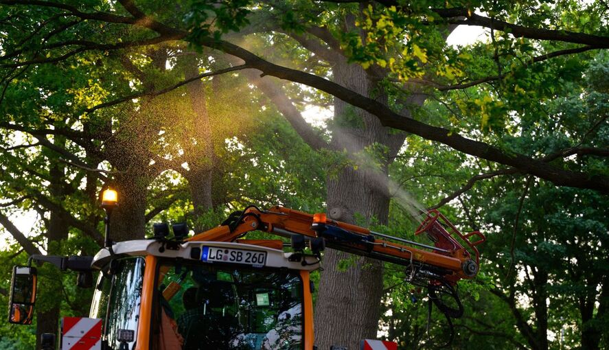 Neues biologisches Mittel gegen Eichenprozessionsspinner Neues biologisches Mittel gegen Eichenprozessionsspinner