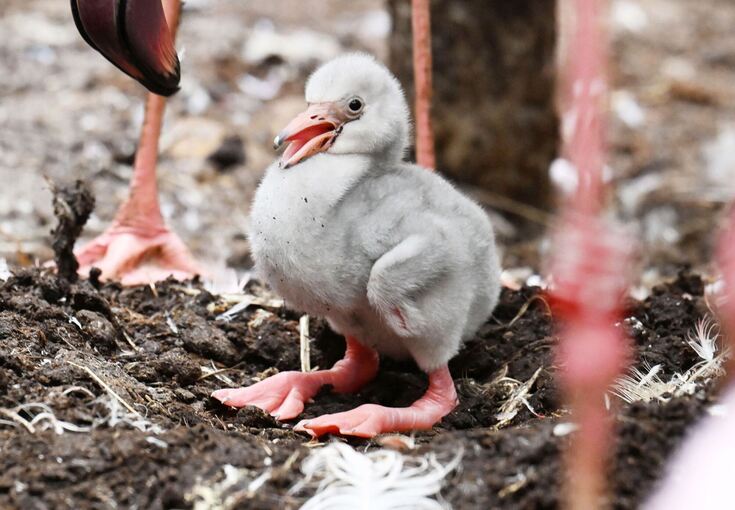 Zwergflamingoküken im Zoo Karlsruhe geschlüpft