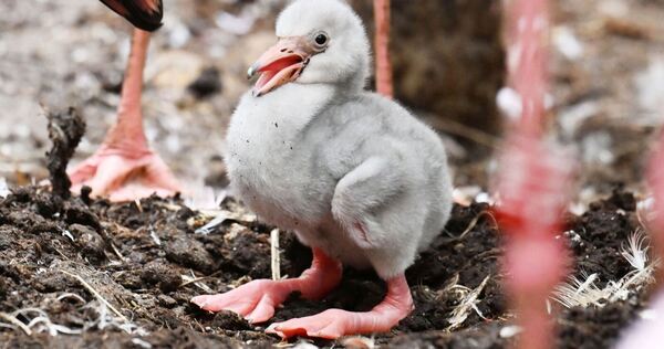 Zwergflamingoküken im Zoo Karlsruhe geschlüpft