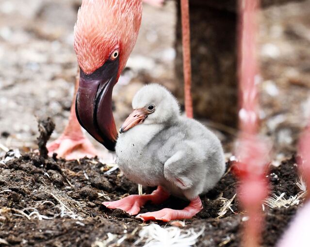Zwergflamingoküken im Zoo Karlsruhe geschlüpft