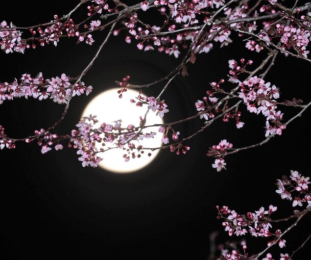 Rosa Blüten vor dem zunehmenden Mond im April.