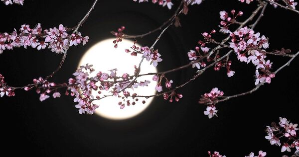 Rosa Blüten vor dem zunehmenden Mond im April.