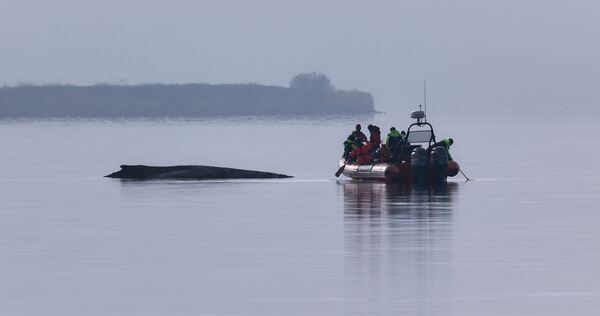Buckelwal sitzt vor Insel Poel fest