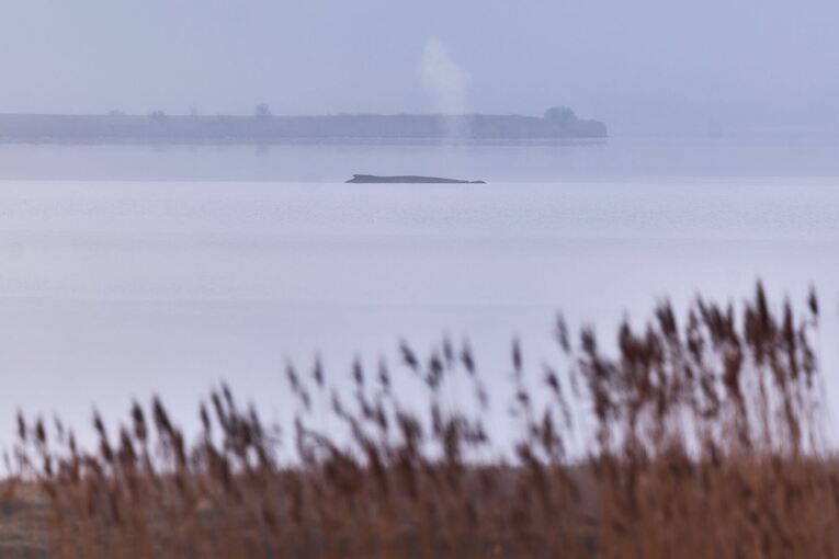 Buckelwal sitzt vor Insel Poel fest