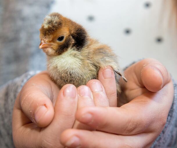 In Walheim sollen die Küken schlüpfen. In Walheim sollen die Küken schlüpfen.