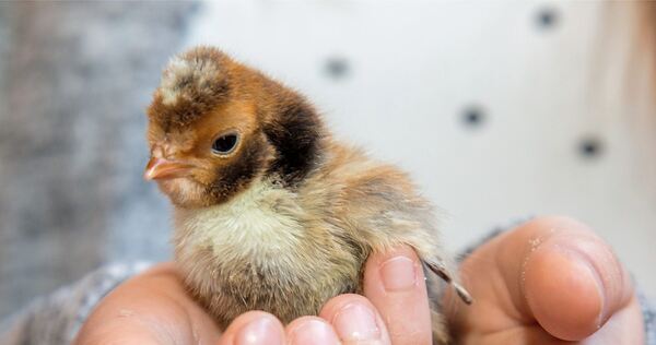In Walheim sollen die Küken schlüpfen.