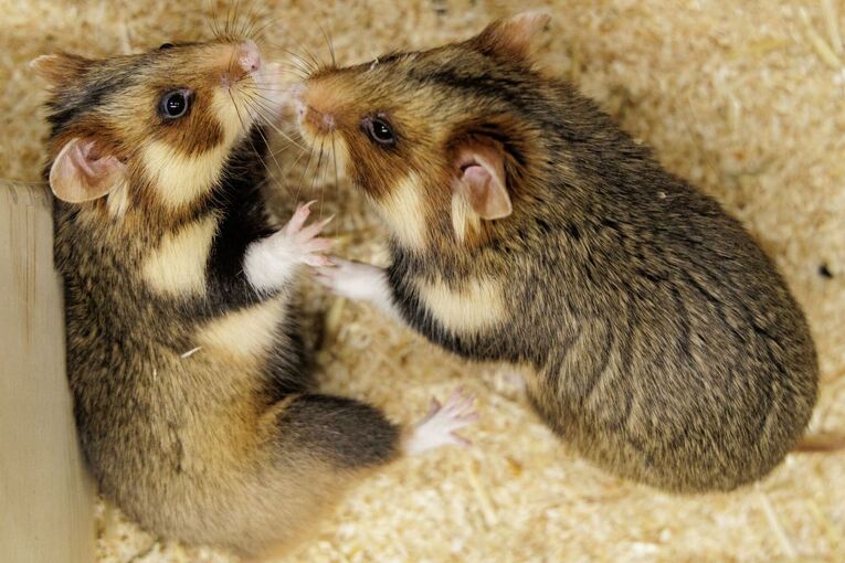 Feldhamster-Nachzucht Feldhamster-Nachzucht