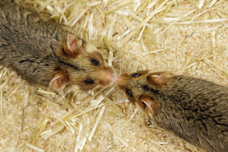 Feldhamster-Nachzucht Feldhamster-Nachzucht