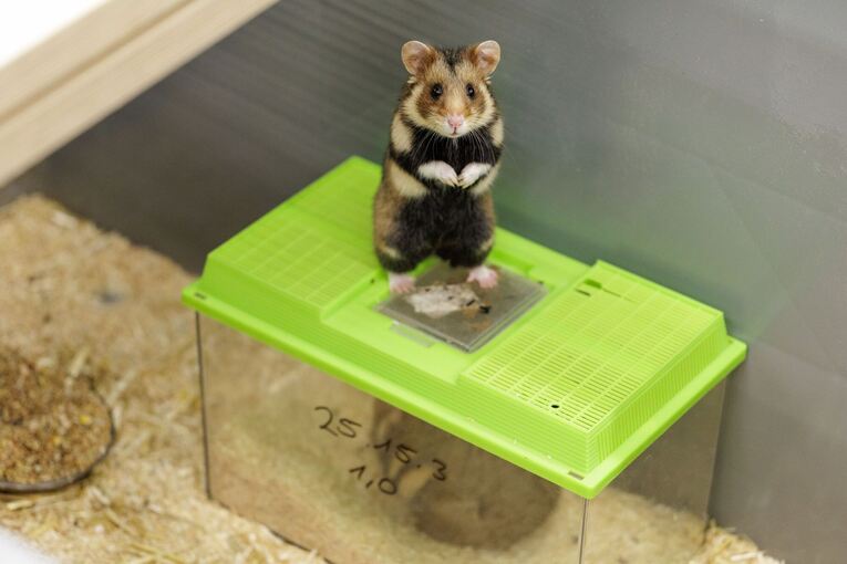 Feldhamster-Nachzucht Feldhamster-Nachzucht