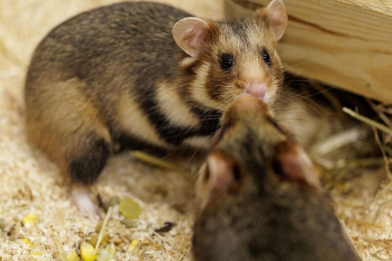 Feldhamster-Nachzucht Feldhamster-Nachzucht