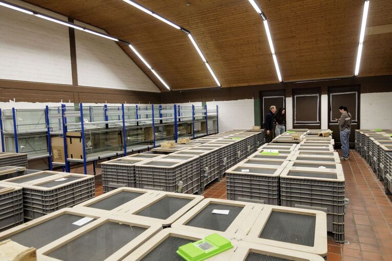 Feldhamster-Nachzucht Feldhamster-Nachzucht