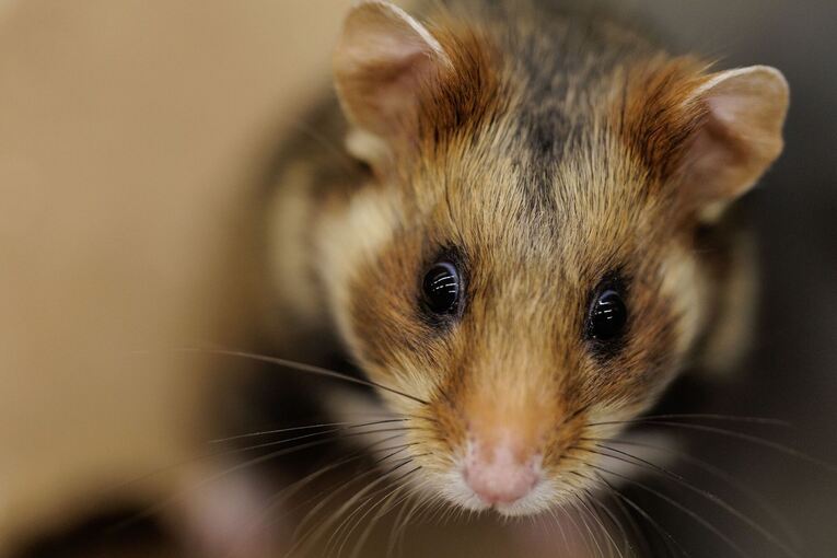 Feldhamster-Nachzucht Feldhamster-Nachzucht